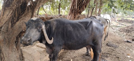 ભેંસ વેસ વાની સે