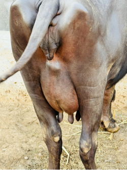 ભેંશ