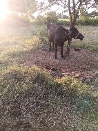 બે ખણેલા વેચવાના છે