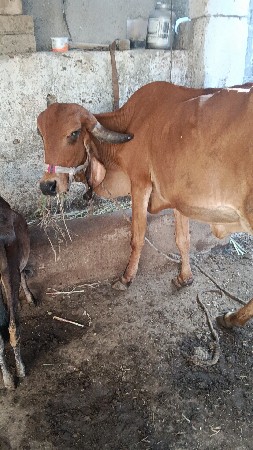 ગીર ગાય વેચવાની છે