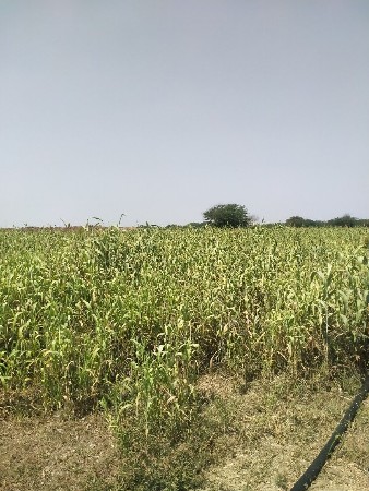 જુવાર