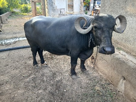 ભેશ વેચવાની છે
