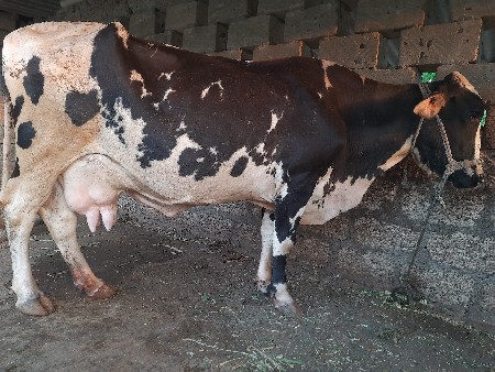 વેચવાની છે