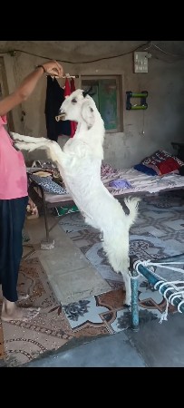 ઓરીજનલ સફેદ દેશી બકરો