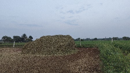 માંડવીયુ વેચવાનું છે ૨૨ વિઘાનું