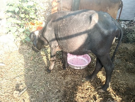 ભેંસ વેચવાની છે