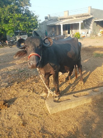 ભેંસ વેચવાની છે