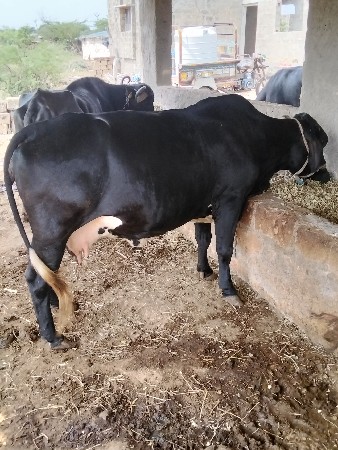 જશી. કૌંસ. ગાય. વેસવાની. છે