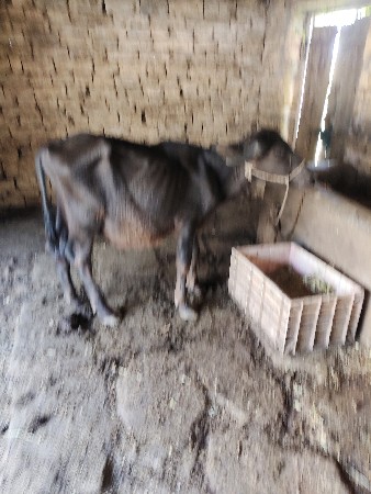 ગીર તાલાળા