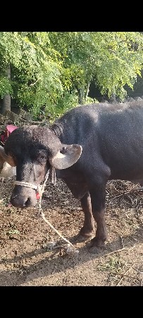 pado vech vanu chhe
