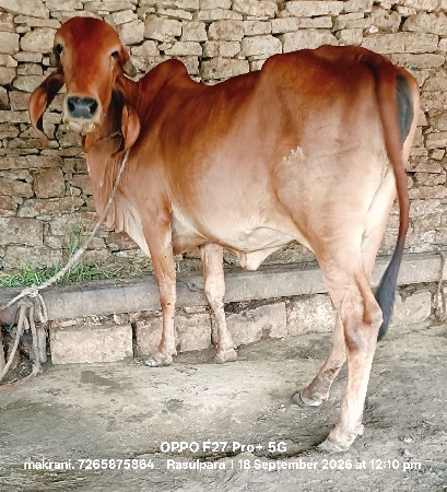 ભેંસ વેચવાની છે