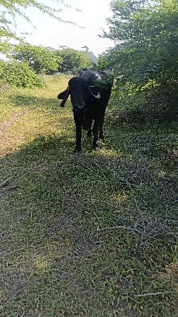 બે ભેંસ વેચવાની