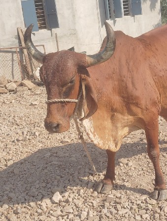 ગાય વેચવાની છે