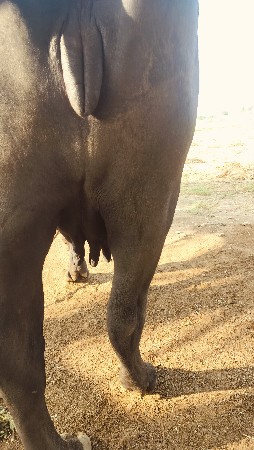 વેચવાની છે