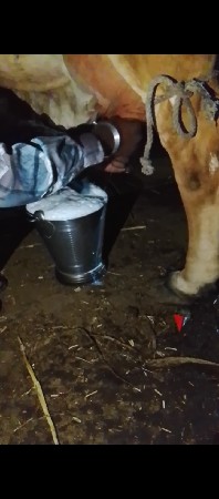 ગીર ગાય વેચવાની છે