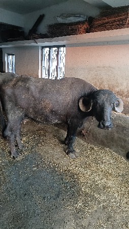 ૨ વેતર ની ભેંસ વેચવાની છે
