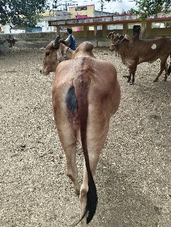 વેચવાની છે