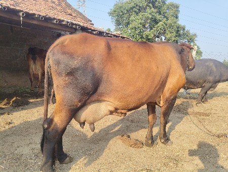 બે ગાયો વેચવાની છે