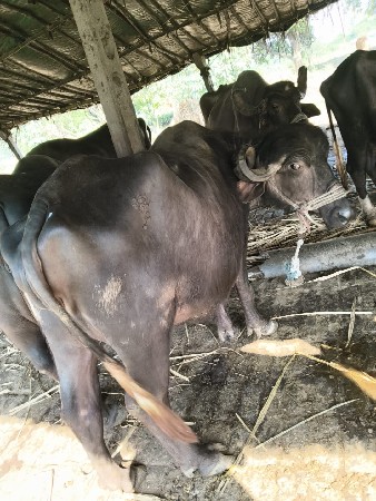 ખડેલી વેચવાની છે.