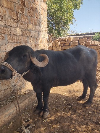 ભેંસ વેચવાની છે