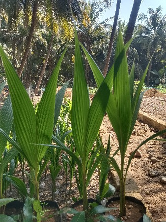 લોટણ નાળિયેરી નો રોપ
