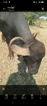 બે ભેંસુ વેચવાની છે