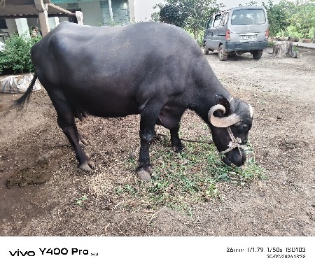 વેચવાની છે