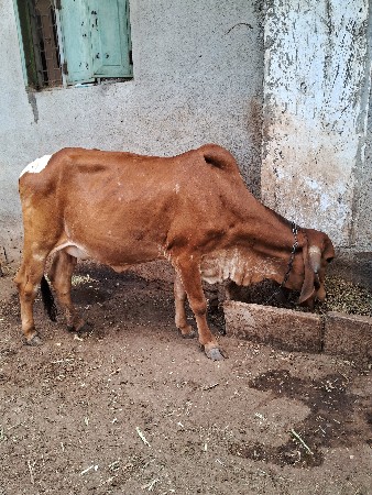 ગાય વેચવાની છે