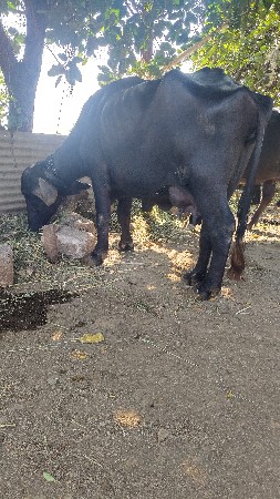 ભેંસ વેચવાની છે