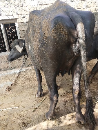 પેલું વેતર વ્યાસે