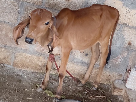 gir vachhadi