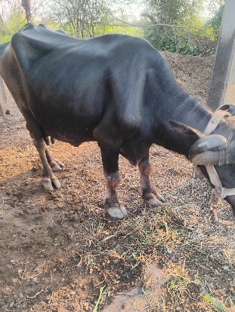 ભેંસ વેચવાની છે