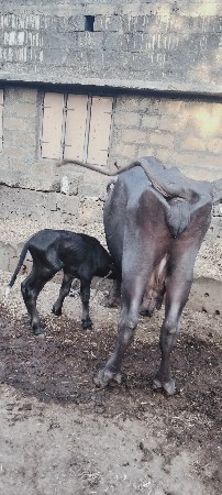 ભેંસ વેચવાની છે