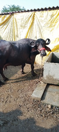 9586516511 મોબાઈલ