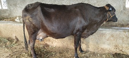 ગાય વેચવાની છે