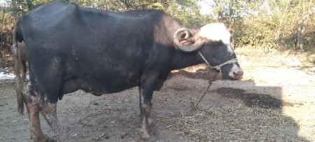 ગાભણી ભેંસ લેવાનુ છે 3 7 મહિના