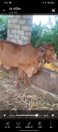 ગાય વેચવાની છે
