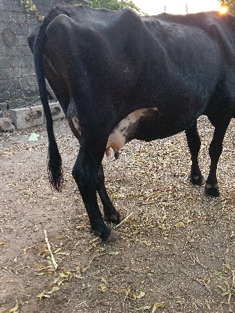ગાય વેચવાની છે