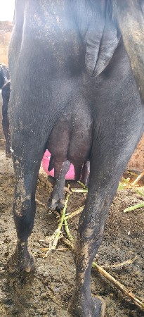 આ ભેંસ વેચવાની છે