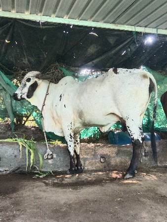 લીલડી ગીર ગાય વેચવાની છે