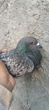 ઉંમર માદા
