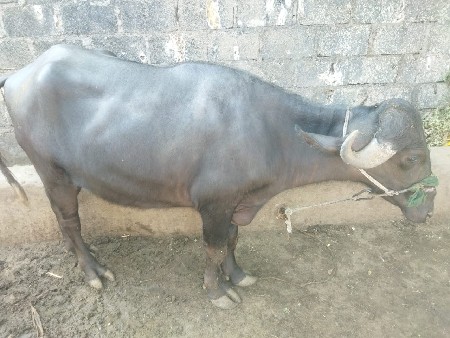 પાકેલી ખડેલી 3 વરસ ખાલી (ઠાલી)