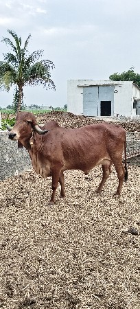 હોડકી વેચવાની છે