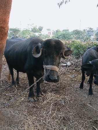 ભેસ‌ વેચવાની