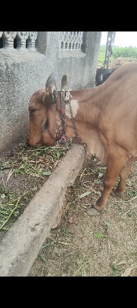 2 વેતર