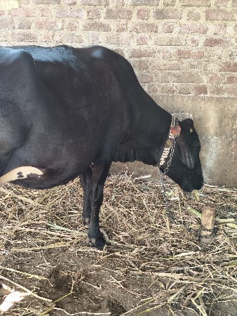 જરશી