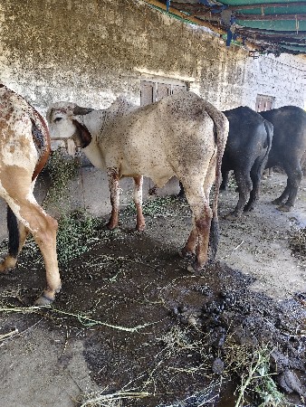 ગીર વાચડી