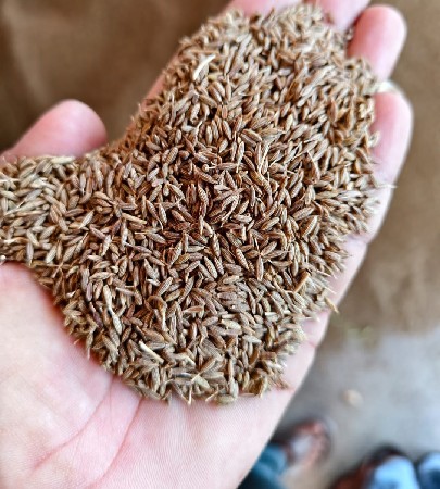 બિયારણ મા આપવાનું છે
2kg ના 
Rs900