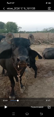 બન્ની ભેંસ વેચવાની છે
