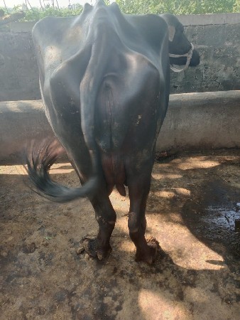 વેસવાની સે ત્રીજૂ વેતર ગાભની